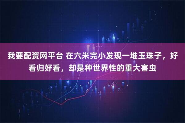 我要配资网平台 在六米完小发现一堆玉珠子，好看归好看，却是种世界性的重大害虫